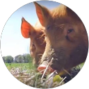 こんにちわんたろう profile picture