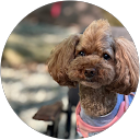 さち profile picture