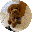 とんちゃん profile picture