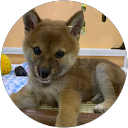 riisaa profile picture