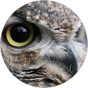 山火事ヨーコー profile picture