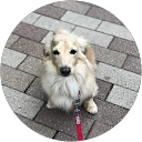 嶺本真砂子 profile picture