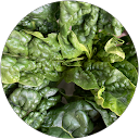 アロマティカス profile picture