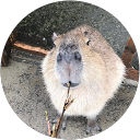 ケイティ profile picture