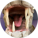 MS KN profile picture