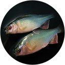 Cozakana Cozakana profile picture