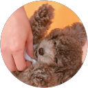 んぽちゃむ profile picture