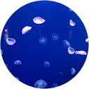 村上歩 profile picture