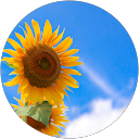 ひまわり profile picture