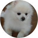 岡崎美智代 profile picture