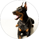 bella papa profile picture