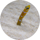 ぬぬぬぬ profile picture