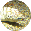 カドワキジュンペイ profile picture