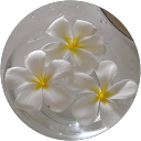 Yu YOSHII profile picture