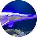 夏目青 profile picture