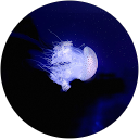 小林恭輔 profile picture