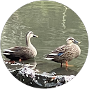 しらす profile picture