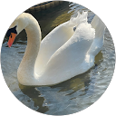 ぷり profile picture