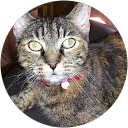 keiko matsumoto profile picture