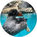 2 disco profile picture