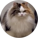 うーまくん profile picture