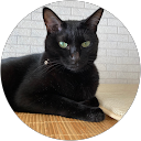 ジジ profile picture