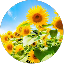 -u magenta profile picture