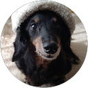 いぬねこ大好き（ダックスサイベママ） profile picture