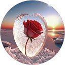 礒部好美 profile picture