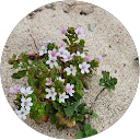 kenny chris profile picture