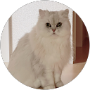 sayuri profile picture