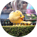 Koto no profile picture