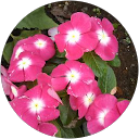 アネモネ profile picture