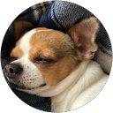 チワワふうた profile picture