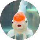 shari profile picture