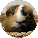 いくなお profile picture