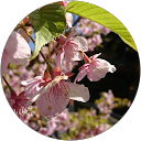 桃の桃子 profile picture