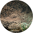 石上礼子 profile picture