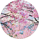 Bebe Chan profile picture