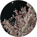 zu yu profile picture