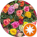 コーネリア眞代 profile picture