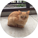 neko nekomanma profile picture