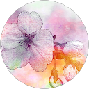 中島橘花 profile picture