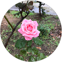 Uバルキス profile picture