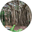 太陽アカラ波キララ profile picture