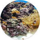 yre p profile picture