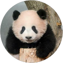 パンダパンダ profile picture