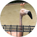 mariko profile picture