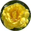 Rose Yellow profile picture