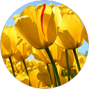 j j (jc) profile picture